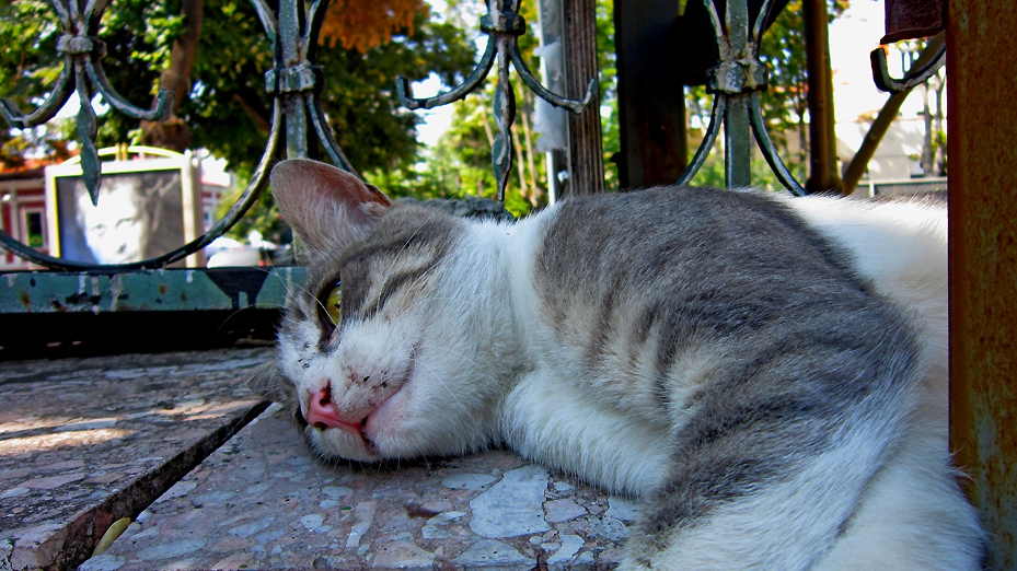 idle thoughts of an idle feline