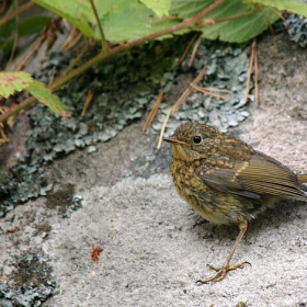 Червеногръдка/Erithacus rubecula - Млада