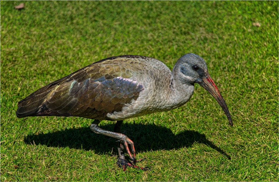 Hadada Ibis