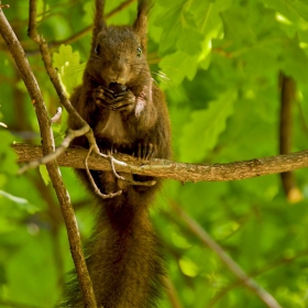 hungry squirrel