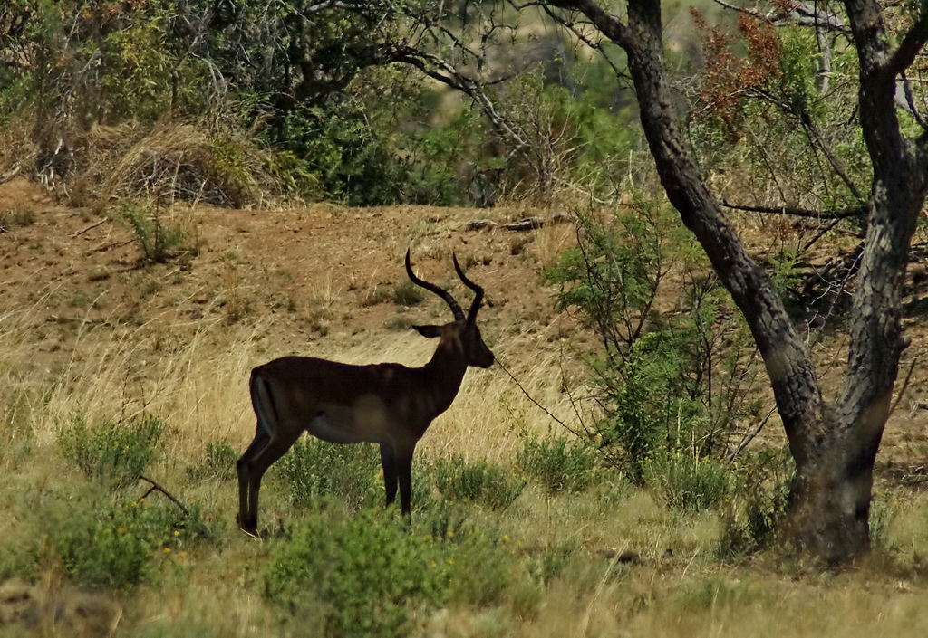 Из Pilanesberg National Park...