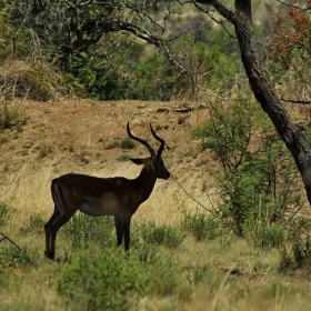 Из Pilanesberg National Park...