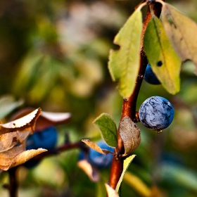 Трънка  /Persicaria Hydropiper/