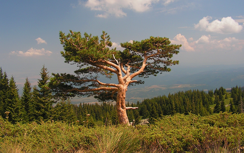 Самотно дърво