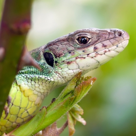 Lacerta viridis