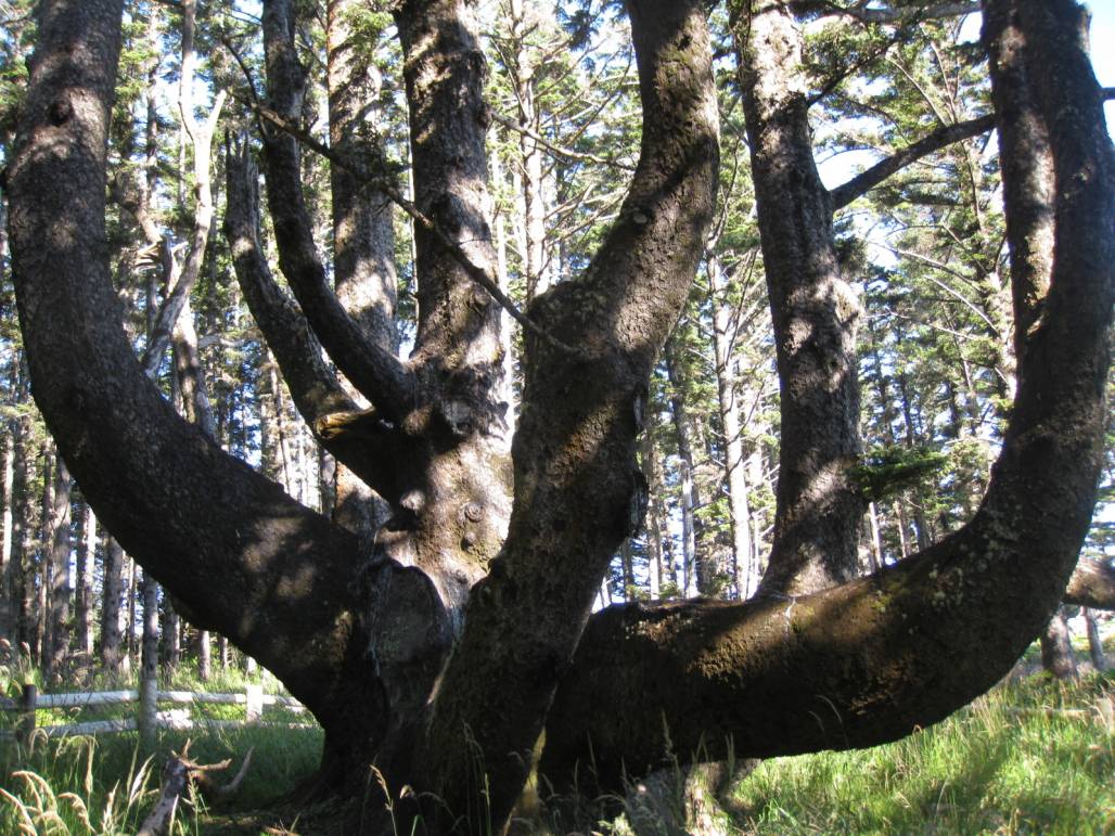darvoto oktopod