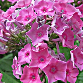 Pink flowers