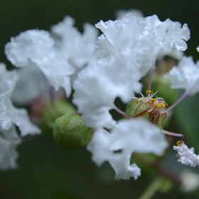 Бял индийски люляк/Лагерстремия/Lagerstroemia indica