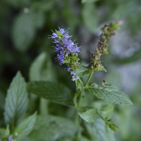 Джоджен/Mentha spicata