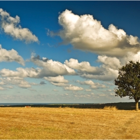 Самотно