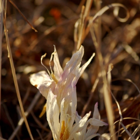 Бял Минзухар/White Crocus