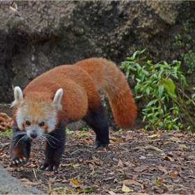 Лапички :) (Red Panda)