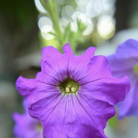 Петуния/Petunia integrifolia