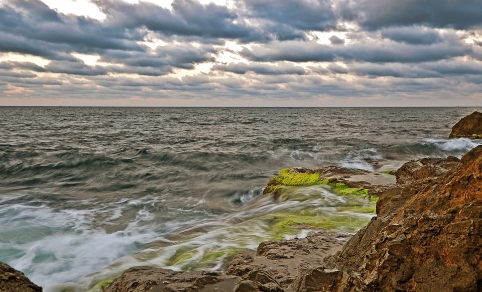 Морска ласка