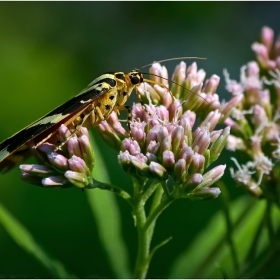 Джърси Тигър (Euplagia quadripunctaria)