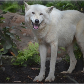 Сияещ полярник (Arctic Wolf [Canis lupus arctos])