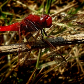 Голямо червениче  Crocothemis erythraea