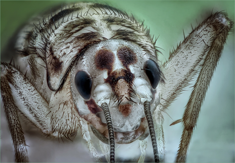 Домашен щурец (Acheta domesticus)