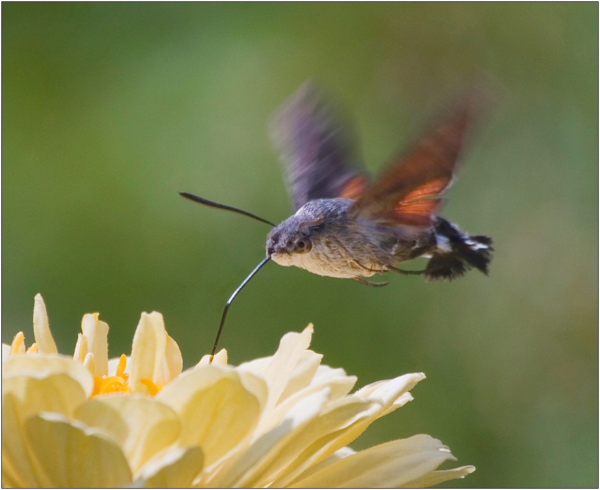 Колибри Хоук-молец (Macroglossum stellatarum)