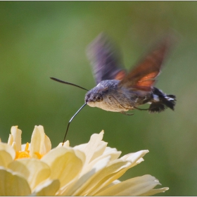 Колибри Хоук-молец (Macroglossum stellatarum)