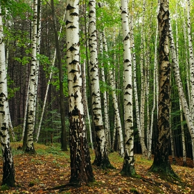 Есенно