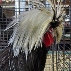 Hippie time: the winner of the MN State Fair Livestock competition