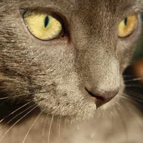 коте