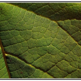 Петура 2