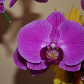 orchid