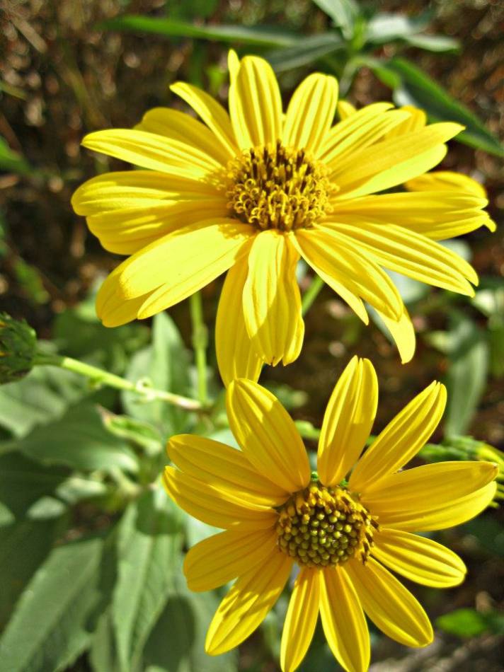 yellow flowers