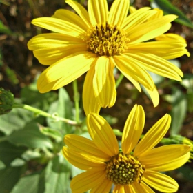 yellow flowers