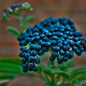 Бъзе- Бъзак (Sambucus ebulus) или тревист бъз (още бъзе, бъзовляк, бъзуняк, ниско бъзе)