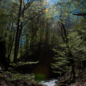 forest