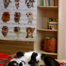 Тук ме няма.Що за котка съм?