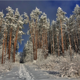 Зимно слънце