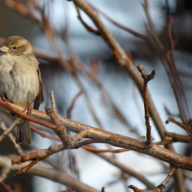 Домашно врабче/Passer domesticus - Женска