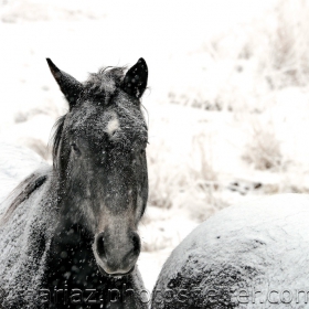 Winter blizzard