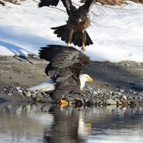 Young and adult bald eagles fighting over a fish