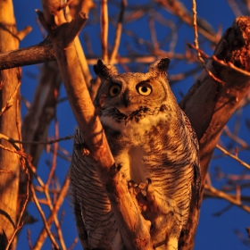 Horned Owl