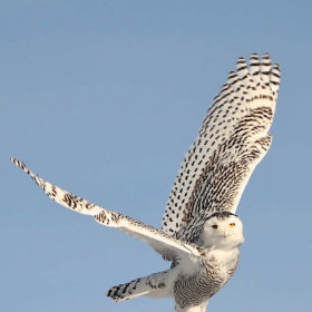 Snowy Owl