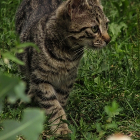 Ловецът