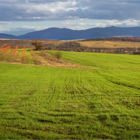 Green Landscape