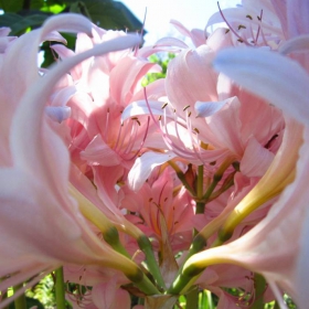 Amaryllis belladonna