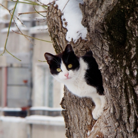 Коте в хралупа