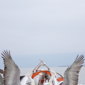 Къдроглав пеликан/Pelecanus crispus