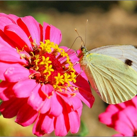 Pieris brassicae L.