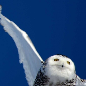 In Flight