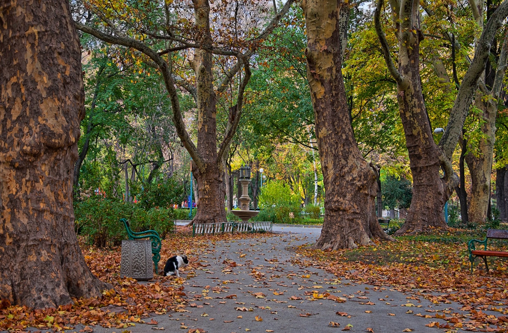 Старите чинари