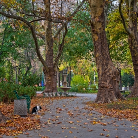 Старите чинари