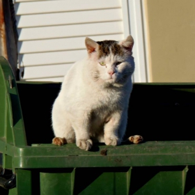 one eyed street hooligan